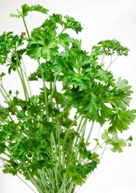 Flat Leaf Parsley